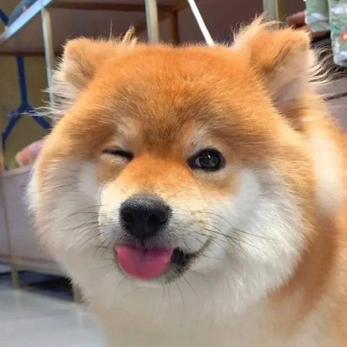 今日份的柴犬治愈微笑,不由自主跟着笑了起来!