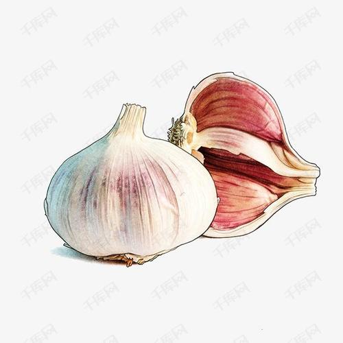 卡通蒜头调味品