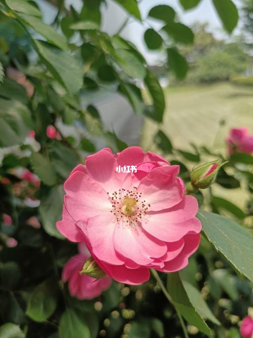嘉兴的花_摄影_摄影日常_家居家装_家居装饰