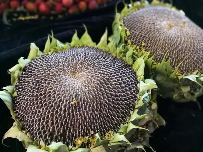 葵花籽应该是生的,五块钱一盘