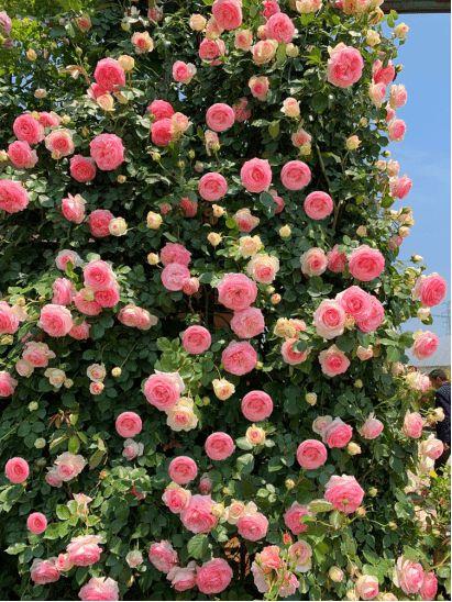 又甜又宠!杭州丈夫给妻子种出一个月季花园:她喜欢我才种的