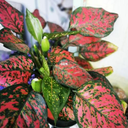 如意皇后开花了～_如意_植物_家居家装_家居装饰