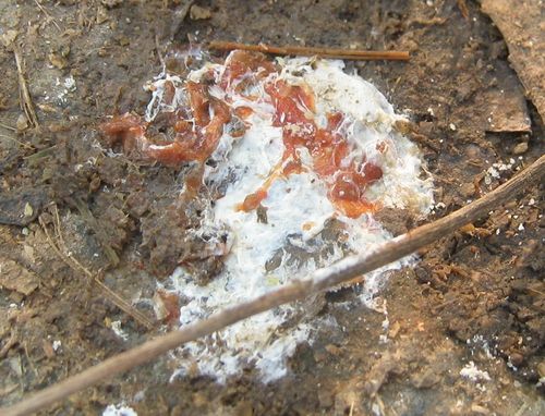 看看我的球虫粪便~~~一直好不了