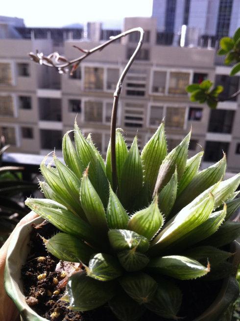 三角琉璃莲 haworthia gracilis var.isabellae 合科十二卷属