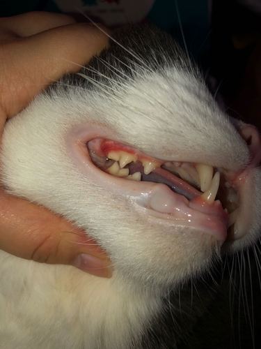 交流猫咪牙龈炎一定要坚持刷牙上凝胶有牙结石图多图慎入