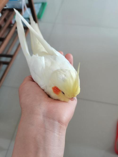 玄凤鹦鹉被踩了一脚