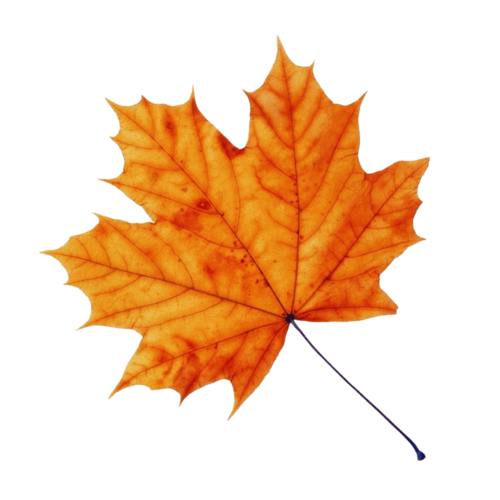 枫树叶子的折纸大全