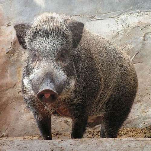 马德里野猪成灾 当局允许使用弓箭射杀