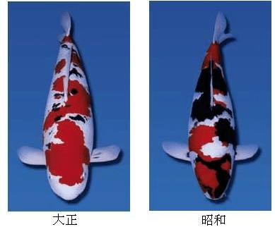 每日一鱼 | 昭和三色锦鲤:黑底上有红,白纹…_手机