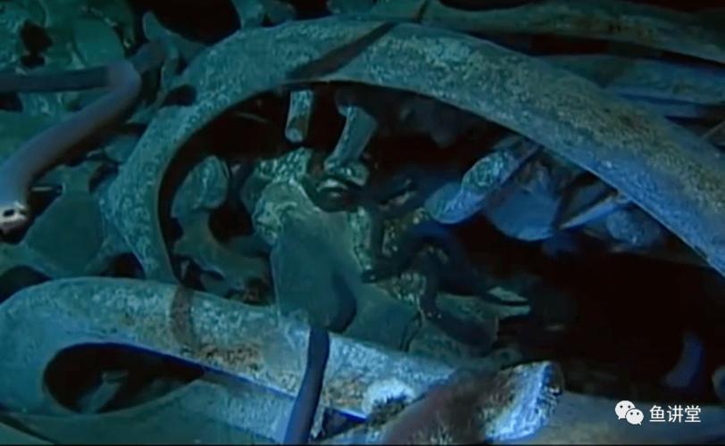 地球上最恐怖的鱼,有胆子进来看看!