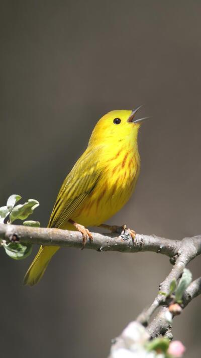 黄莺夜间飞行,竟然是用天上的星辰方位来定向导航?