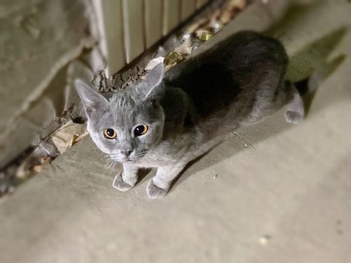 蓝猫