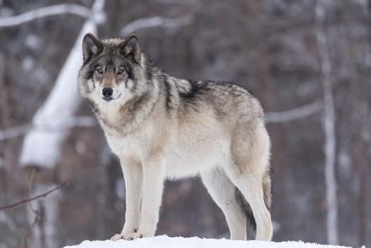 心理测试:四匹狼凭第一直觉选择最喜欢的,预测下一周的财运