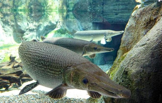 四川一小区内抓获鳄雀鳝性情凶猛破坏力强为何不能随便吃掉