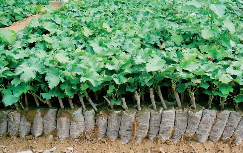 葡萄扦插育苗,做好这12个工作,苗木才能优质,现在就可以操作