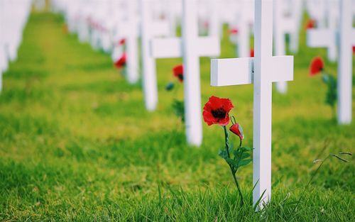 十字架,记忆,草 壁纸 - 1920x1200