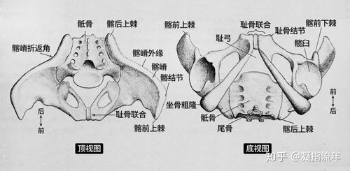 每块髋骨(或胯骨)由三块骨头组成——髂骨,坐骨,和耻骨——三者在人