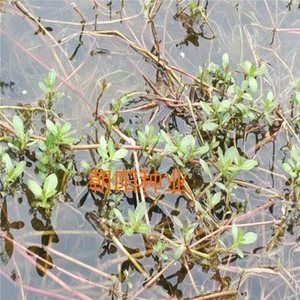 野生空心莲子水草苗 水花生苗 革命草 水生植物池塘绿化1000g