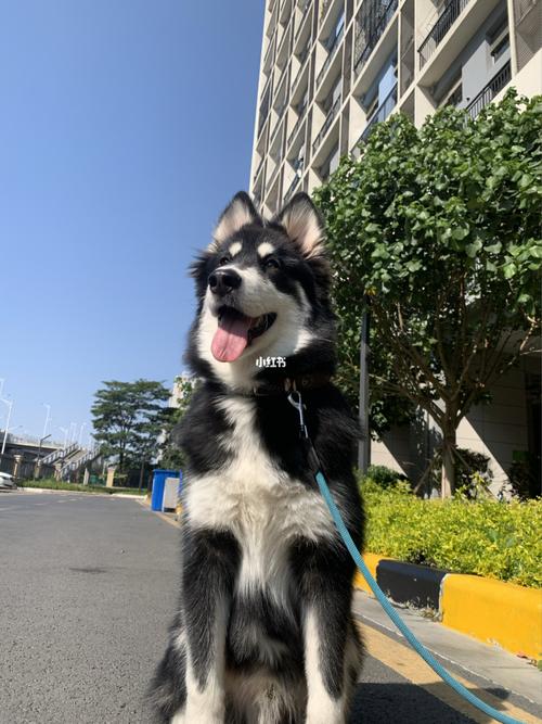 阿拉斯加_宠物_宠物_狗