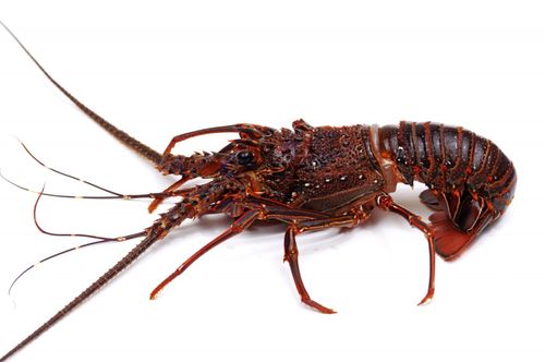 霸气大龙虾图片