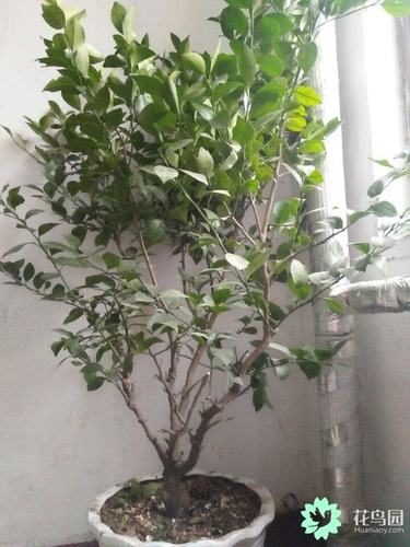 求助,桔子树怎么修剪?