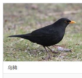 这种鸟叫什么名字吃什么东西