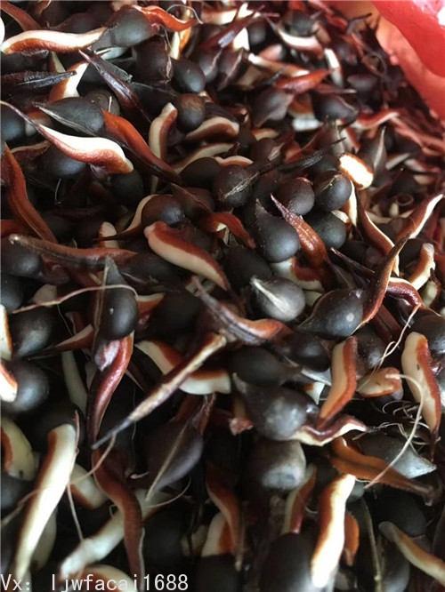 奇楠沉香种子图片