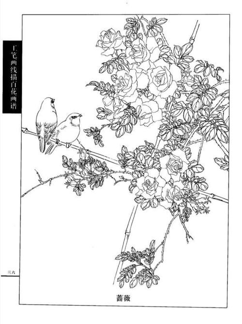 工笔画线描百花画谱(春夏篇)——蔷薇