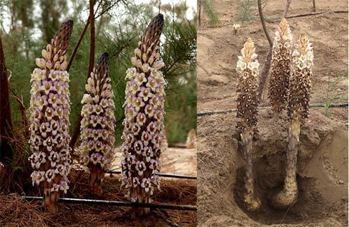 新疆管花肉苁蓉与内蒙古荒漠肉苁蓉哪个好?