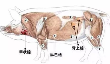 猪,牛,羊等动物体上的甲状腺,肾上腺,病变淋巴腺是三种"生理性有害