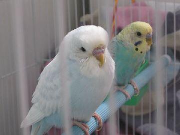 白虎皮鹦鹉和蓝虎皮鹦鹉生出来的会是什么颜色的?