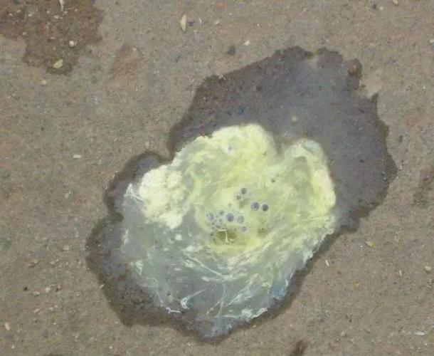 如我们常见的魏氏梭菌引起的坏死性肠炎,大肠杆菌,沙门氏菌引起的肠炎