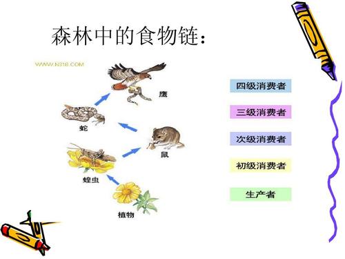 鄂教版科学《生物链》 森林中的食物链