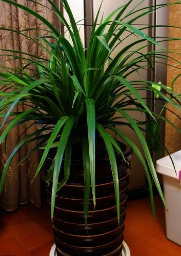 龙须兰叶子干枯怎么办?五招搞定!