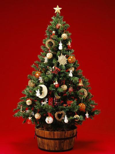 小圣诞树图片