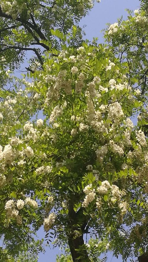槐花依旧甜清香