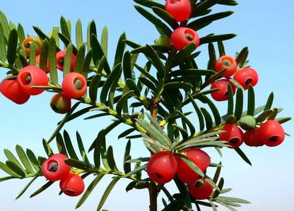 红豆杉结红豆的问题红豆杉什么时候结红豆?怎么分辨雌雄?