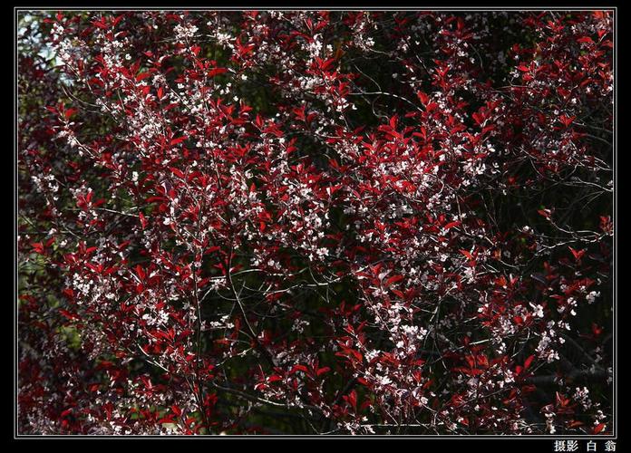 紫叶李 摄影 白翁liz