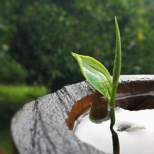 雨茶