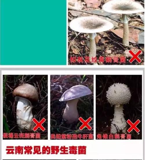 上述宣传折页的制作基于中心多年来对于有毒野生菌中毒案例分析,中毒