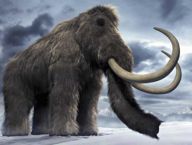 俄罗斯男孩发现猛玛象