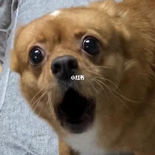 抖音网红哈尼表情包分享_表情包_表情包分享_素材