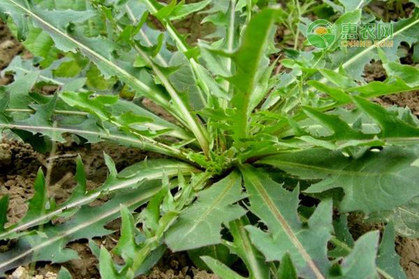 败酱草和蒲公英的区别有哪些?