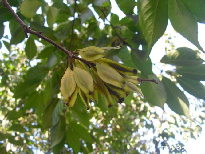 杜仲树 - 热门商品专区