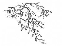 本栏目有:柳树简笔画图片,好看的柳树简笔画,简单的柳树简笔画,幼儿