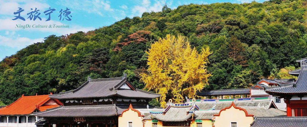 宁德zui新银杏打卡