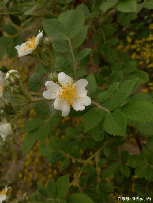 从不吝啬美丽的野蔷薇