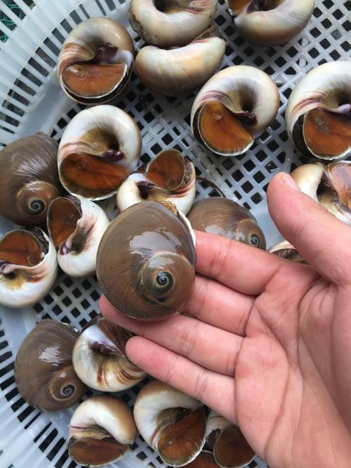 灰香螺猫眼螺沙螺黑香螺大香螺黑乌肚脐螺野生连云港海鲜水产鲜活_7折