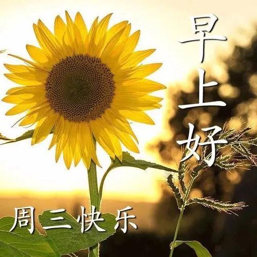 星期三清晨温馨的早上好祝福句子,朋友圈最新早安问候