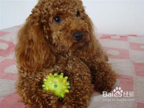 简单介绍比熊犬和泰迪犬